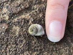 Melarhaphe neritoides