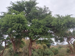 Vachellia robusta clavigera