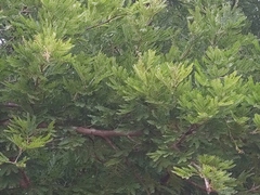 Vachellia robusta clavigera