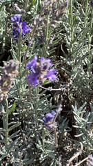 Lavandula angustifolia