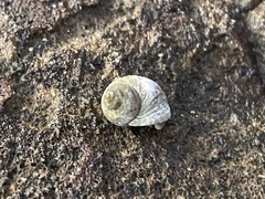 Melarhaphe neritoides