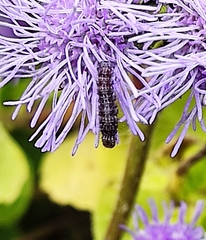 Pterygota