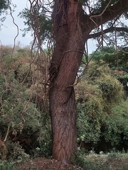 Vachellia robusta clavigera