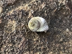 Melarhaphe neritoides