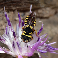 Pseudoanthidium scapulare