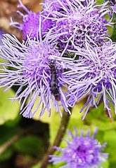 Pterygota