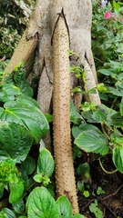 Socratea exorrhiza