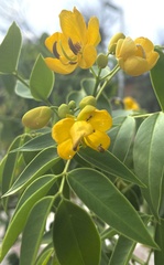 Senna