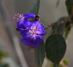 Melastomeae