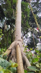 Socratea exorrhiza