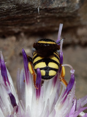 Pseudoanthidium scapulare