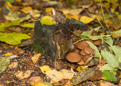 Psathyrella piluliformis