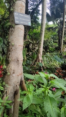 Socratea exorrhiza