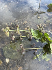 Echinodorus
