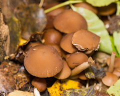 Psathyrella piluliformis