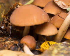 Psathyrella piluliformis