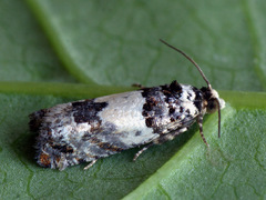 Epinotia thapsiana