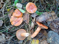 Lactarius aurantiacus
