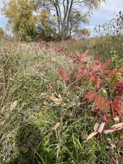 Pastinaca