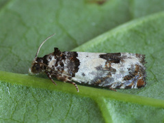 Epinotia thapsiana