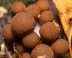 Psathyrella piluliformis