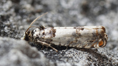 Epinotia thapsiana