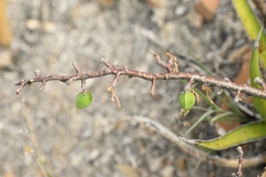 Jatropha dioica