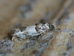 Epinotia thapsiana