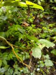 Micrathena duodecimspinosa