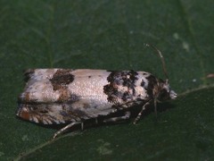 Epinotia thapsiana