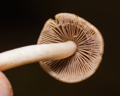 Psathyrella piluliformis