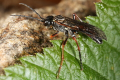 Tenthredo atra