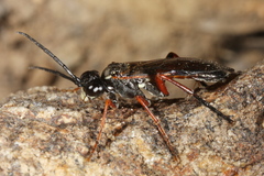 Tenthredo atra