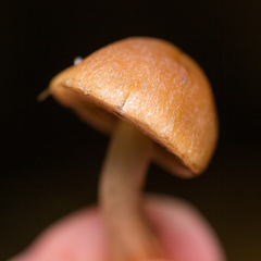 Psathyrella piluliformis