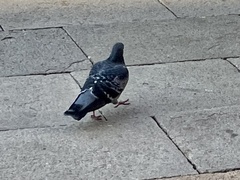 Columba livia domestica