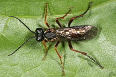 Tenthredo atra
