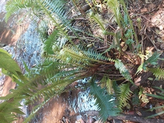 Blechnum punctulatum