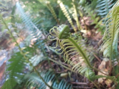 Blechnum punctulatum