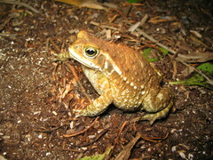 Rhinella arenarum