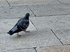 Columba livia domestica