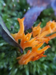 Calocera viscosa