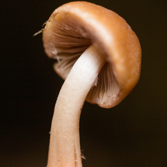 Psathyrella piluliformis