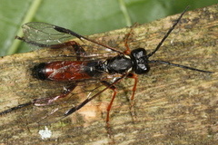Tenthredo atra