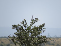 Lanius dorsalis
