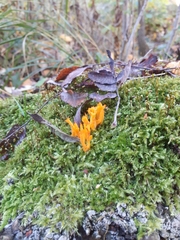 Calocera viscosa