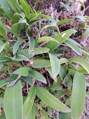 Epidendrum ciliare