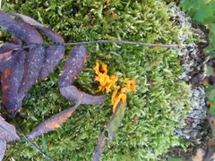 Calocera viscosa
