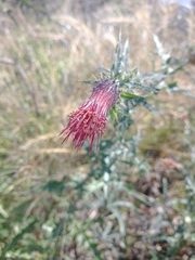 Cirsium arizonicum