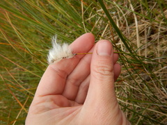 Eriophorum scheuchzeri