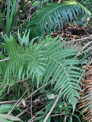 Cyathea dregei